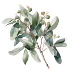 eucalyptus