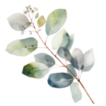 eucalyptus6